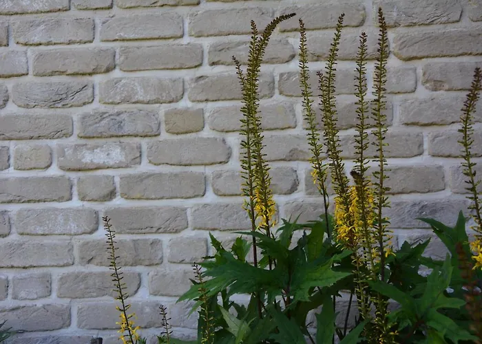 Konukevi Czarny Dzial Wysowa-Zdrój